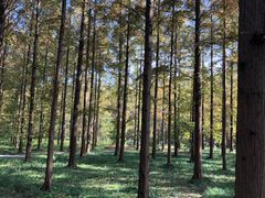 -黄海国家森林公园