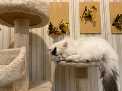 -猫小院猫主题咖啡厅(北锣店)