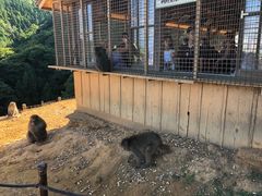 -岚山猴子公园