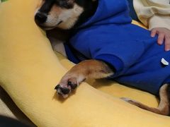 -逗柴咖啡屋·狗咖猫咖宠物桌游