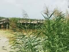 -哈素海