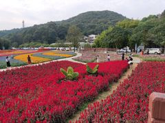 -广州市石门国家森林公园