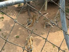 -西霞口神雕山野生动物世界