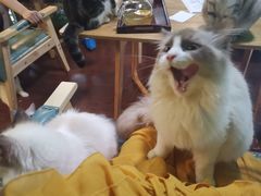 -李小姐の猫咖啡馆(五角场店)