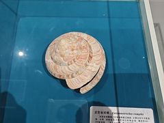 -青岛贝壳博物馆