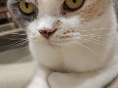 -藏猫猫咖啡主题馆(中央大道店)