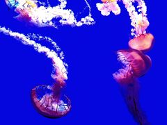 -上海海洋水族馆