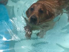 -汪说喵讲宠物乐园宠物酒店(红星美凯龙店)