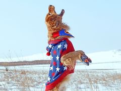 -超宠爱宠物摄影-Super pet