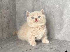-小猫来了·猫舍(红山六九七九店)