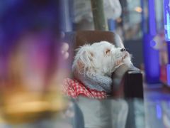 -more than meow吴止猫主题餐厅(承德 中船汇店)