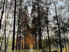 -合肥滨湖国家森林公园