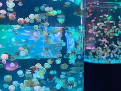 -左海海底世界