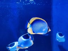 -成都浩海立方海洋公园