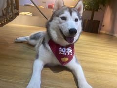 -Husky Go! 哈士奇体验馆·宠物咖啡厅狗咖