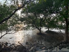 -宝安西湾红树林湿地公园