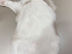 -MOCHA明星猫咖(田子坊店)