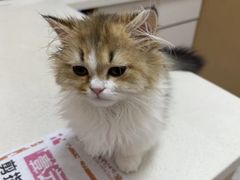 -瑞派康怡24h宠物医院·犬猫医疗中心·微创绝育(瑞景分院)