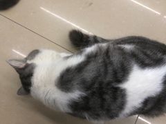 -瑞派动物医院·猫专科·至诚(江南中分院)