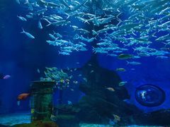 -海合安武汉极地海洋公园