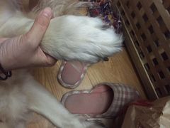 -PETKIT小佩宠物(古北店)