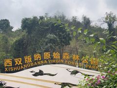 -西双版纳原始森林公园