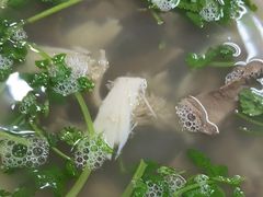 -回回锅贴(小河沿店)