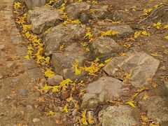 -天适樱花悠乐园