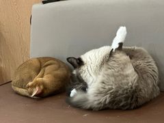 -MOCHA明星猫咖(田子坊店)