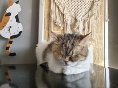 -平行世界·猫咖(首经贸店)