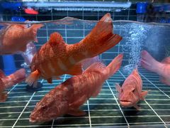 -雍容荟帝王蟹活龙虾展台自助(IFS黑金店)