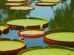 -国家植物园南园