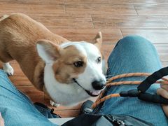 -瑞派动物医院·绝育·犬猫全科·预防医学(光景江南中店)