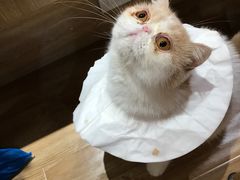 -滚猫咖啡·猫咖·猫友好撸猫(未来城店)