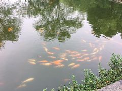 -西湖外事游船(花港观鱼码头)