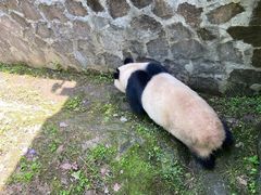 -都江堰中华大熊猫苑