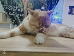 -平行世界·猫咖(首经贸店)