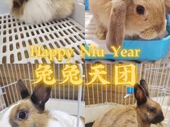 -猫猫幼稚园·撸猫·桌游·电玩