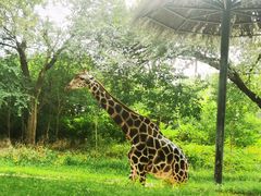 -北京野生动物园