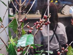 -Infica Coffee