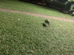 -卷心菜和避孕套餐厅(Pattaya)