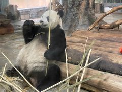 -海南热带野生动植物园