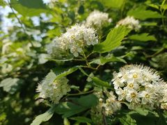 -黑龙江省森林植物园