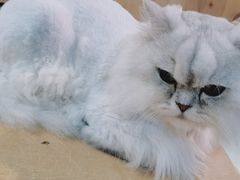 -Heymao猫咖.咖啡厅(东门店)
