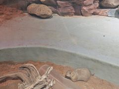 -正佳雨林生态植物园
