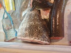 -金砂阿洲鱼册店