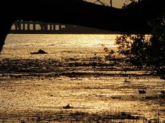 -宝安西湾红树林湿地公园