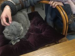 -猫色咖啡·猫咖