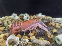 -上海大自然野生昆虫馆(东方明珠·爬宠昆虫探索中心)