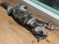 -猫小院猫主题餐厅(三里屯店)